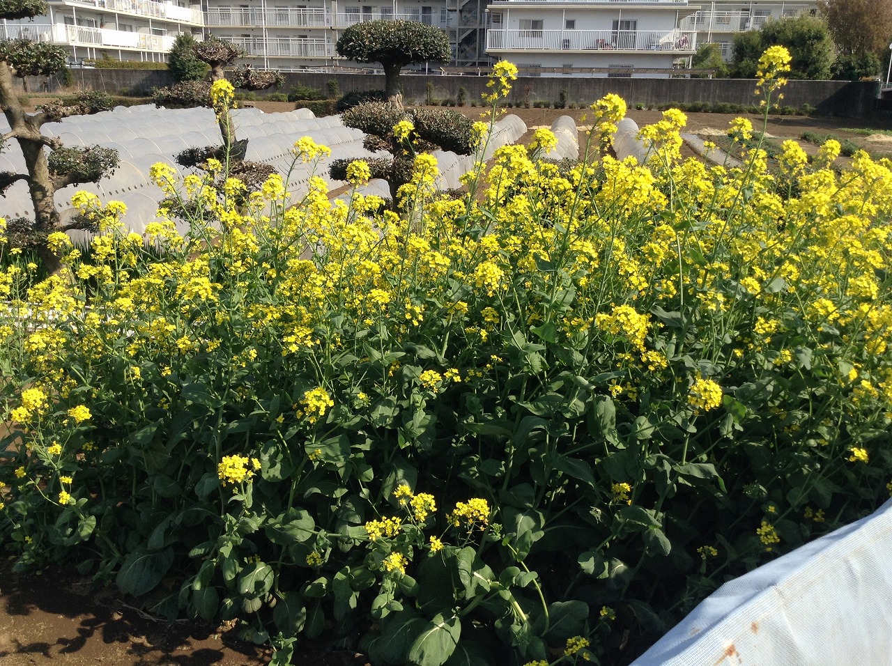 保谷駅から10分ほどのところに咲いていました。