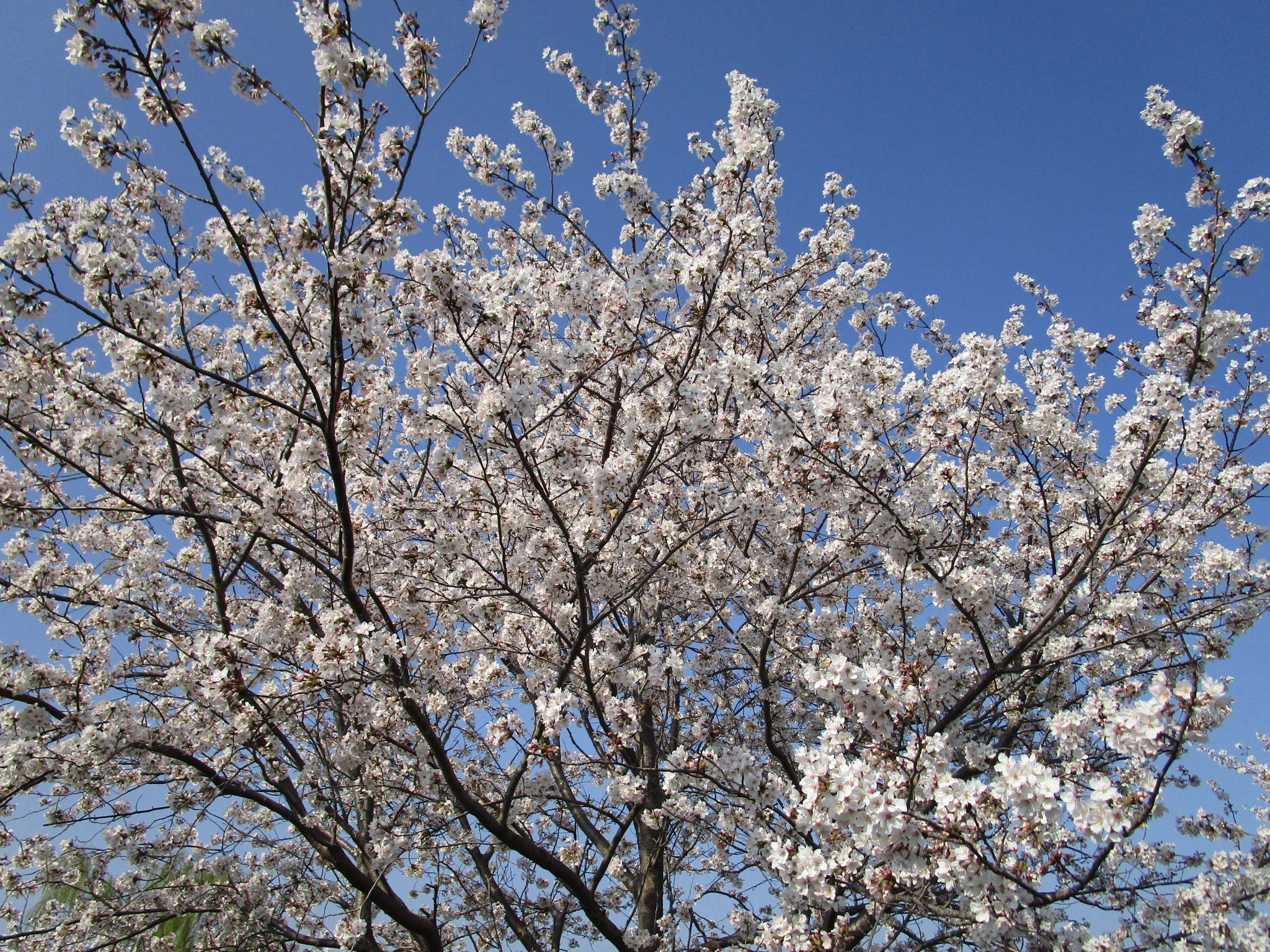 やしお花桃まつり桜