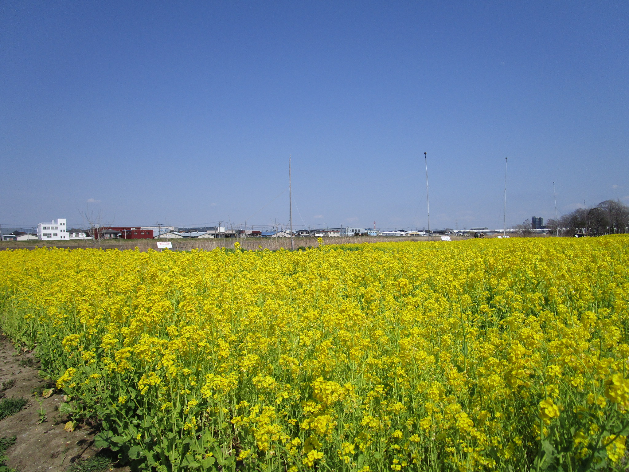 中川やしおフラワーパークの菜の花２