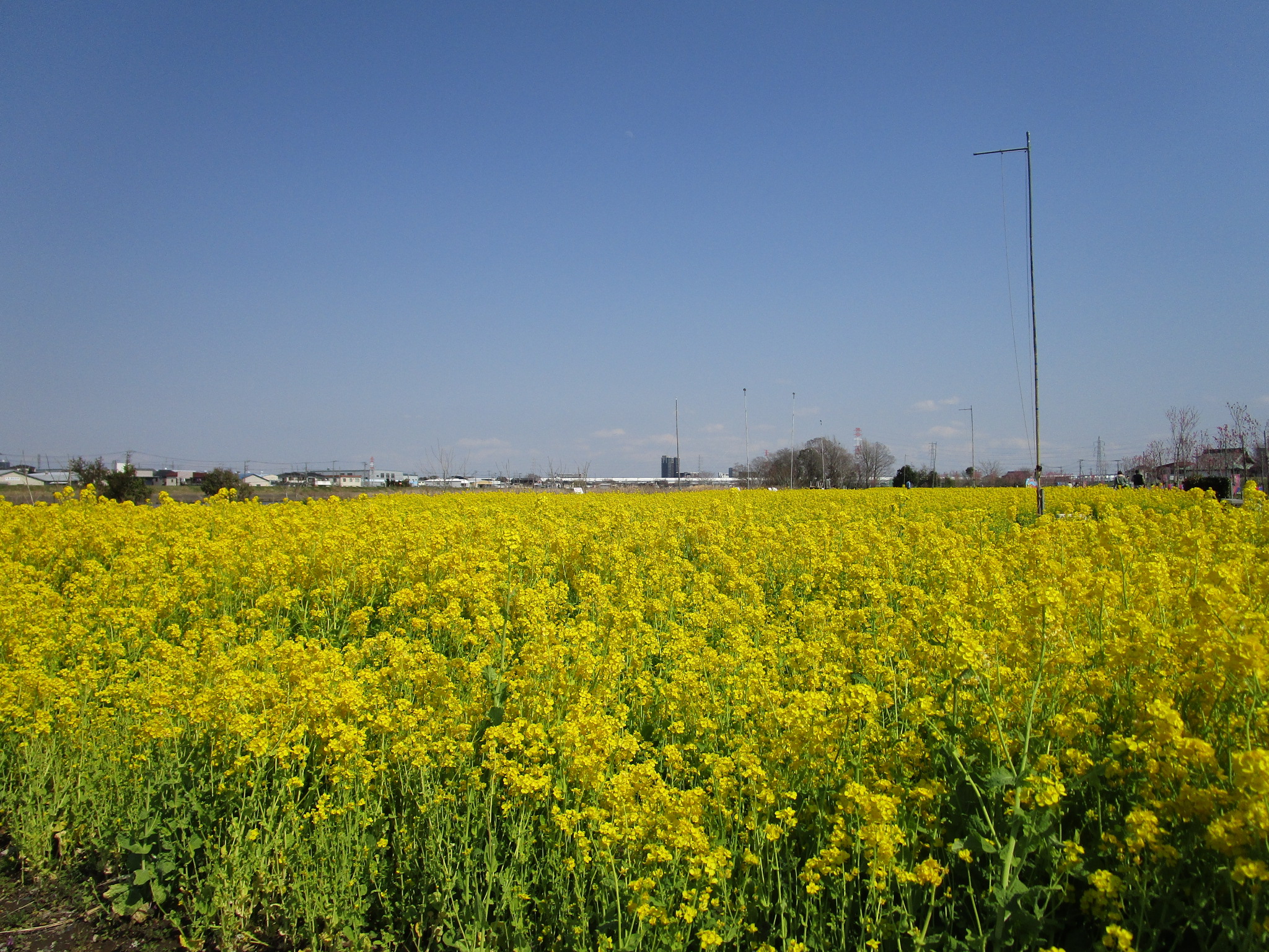 中川やしおフラワーパークの菜の花１