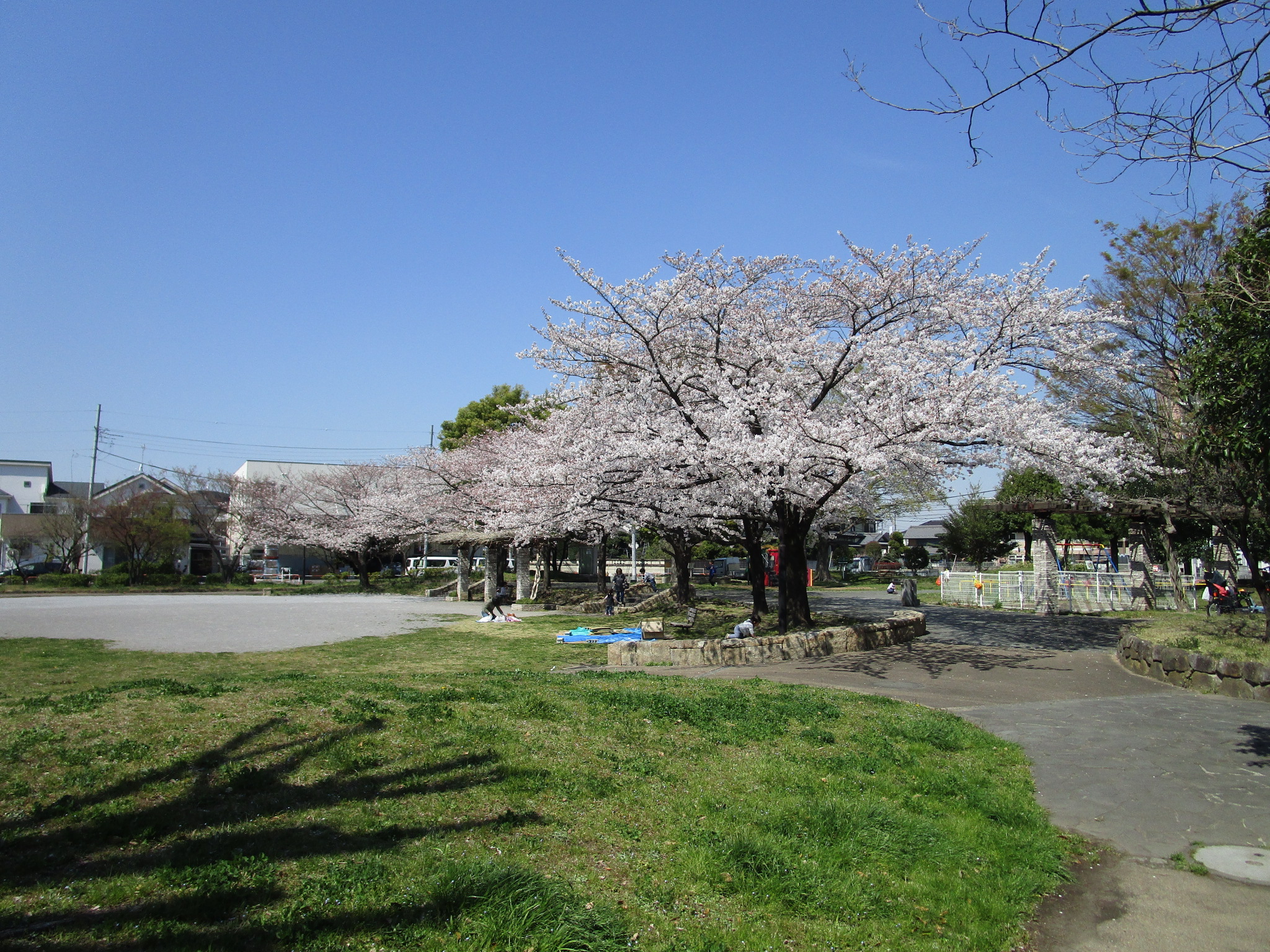 入谷中郷公園のさくら