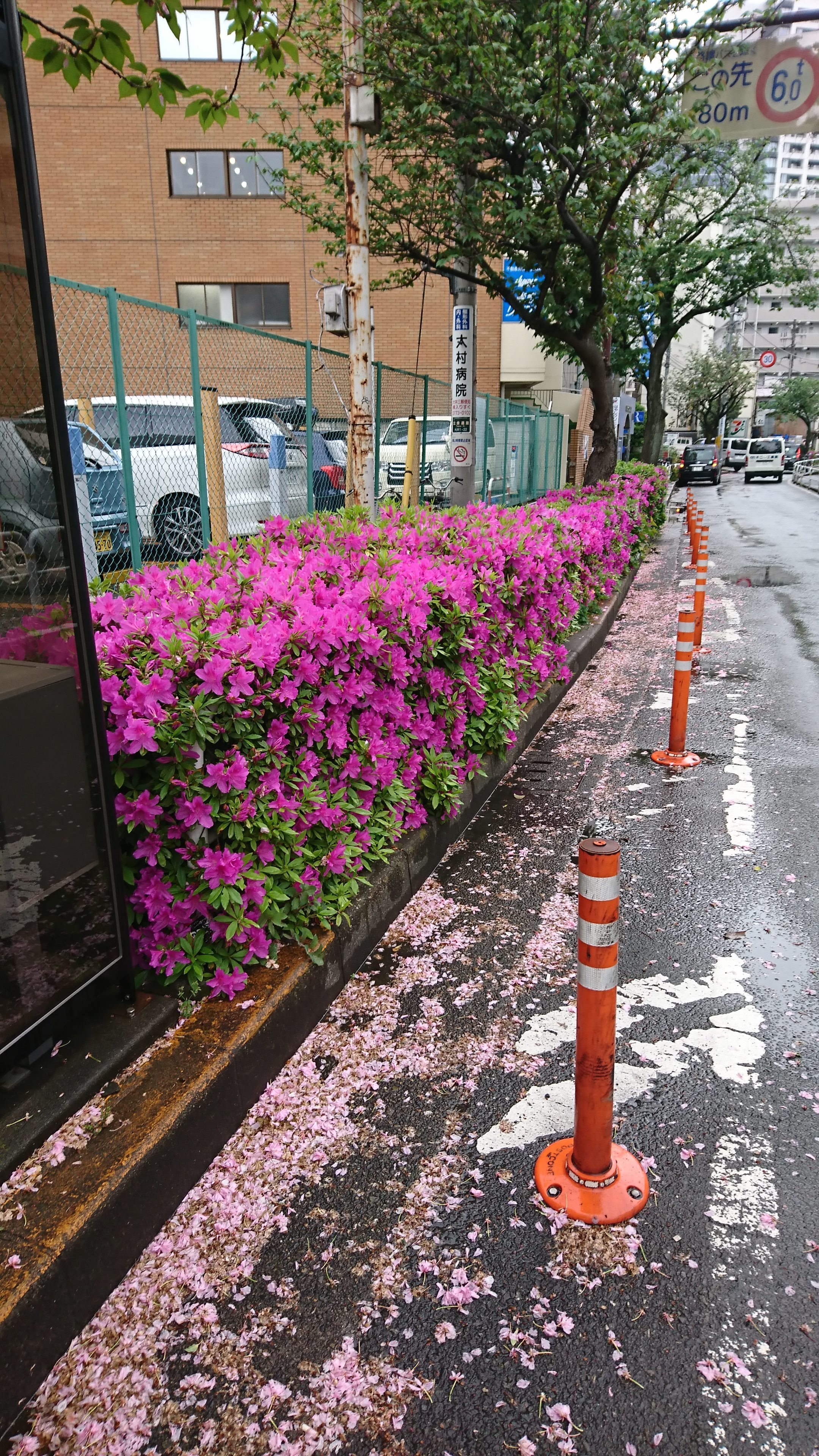 ツツジと八重桜