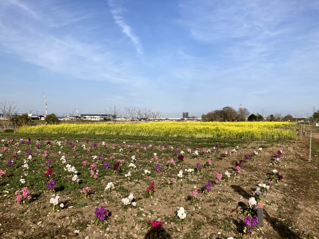 お花畑