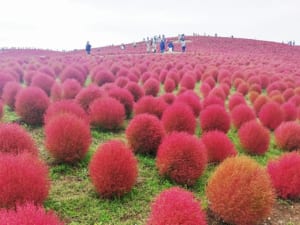 コキアの丘