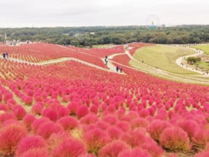 みはらしの丘からのコキア