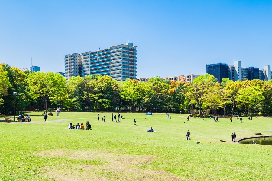 新緑の公園広場